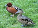 Cinnamon Teal (WWT Slimbridge May 2013) - pic by Nigel Key